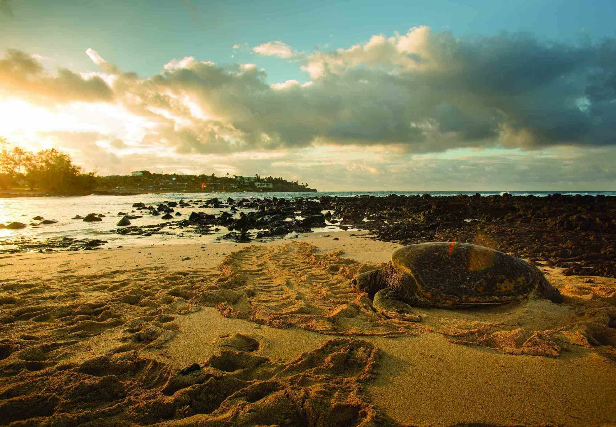 Marriott'S Waiohai Beach Club Koloa Dış mekan fotoğraf
